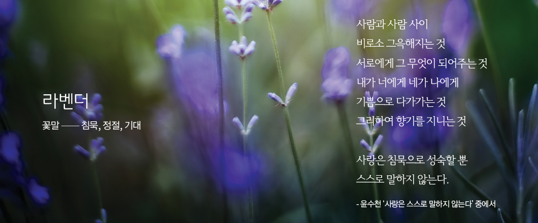 라벤더.  꽃말 -  침묵, 정절, 기대. 사람과 사람 사이 비로소 그윽해지는 것 서로에게 그 무엇이 되어주는 것 내가 너에게 네가 나에게 기쁨으로 다가가는 것 그리하여 향기를 지니는 것 사랑은 침묵으로 성숙할 뿐 스스로 말하지 않는다. - 윤수천 ‘사랑은 스스로 말하지 않는다’ 중에서 