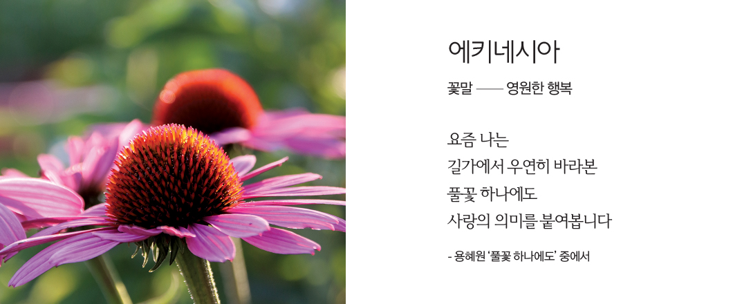 호야.  꽃말 - 독립, 고독한 사랑. 그대여, 이제 그만 마음 아파해라 - 안도현 ‘별빛’ 